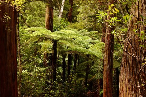 Farnbäume am Hatea River Walkway