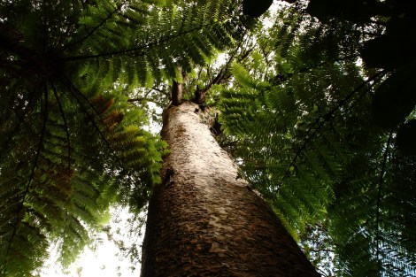 Kauri-Baum