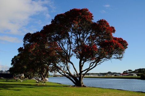 Pohutukawa - Christmas Tree in Whangarei