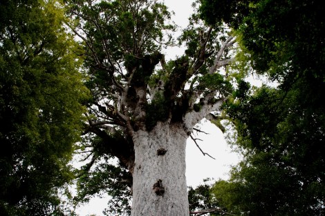 Die Baumkrone des...