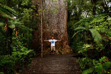 Ein weiterer Kauri-Baum