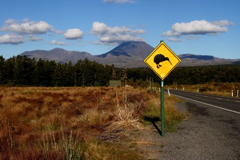 Achtung Kiwi auf Skiern