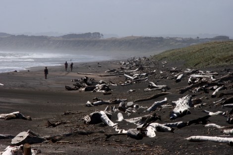Strandgut an der Küste vor Whanganui