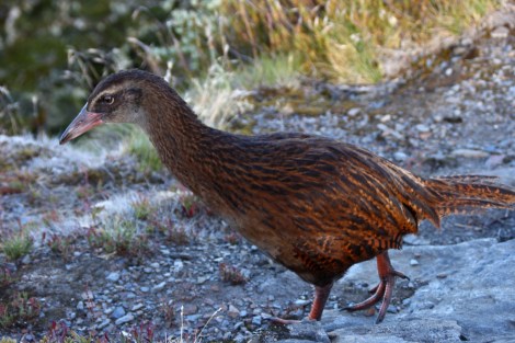Nein, kein Kiwi sondern ein Weka