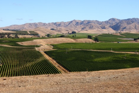 Weinberge bei Blentheim