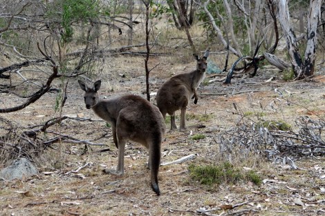 Die Kängurus beobachten uns
