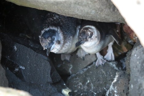 Die kleinsten Pinguine der Welt