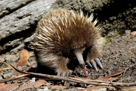 Echidnas