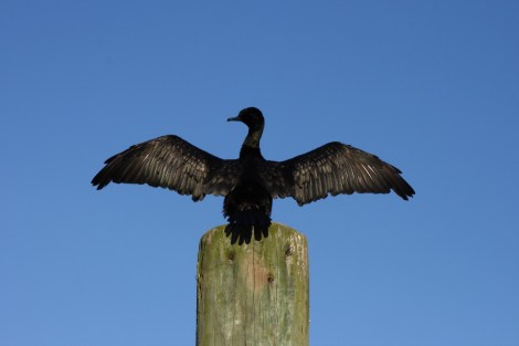 Überfahrt NZ NC 002