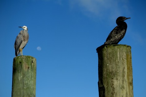 Unsere beiden Haustiere am Liegeplatz in der Riverside Drive Marina, Whangarei