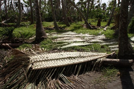 Die Verkleidung für die neuen Hütten aus Palmblättern