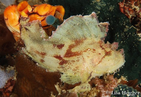 Alor Dive 1 Lisa (17)