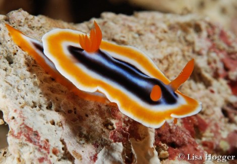 Lisa zeigt uns mit Makroaufnahmen wunderbare Details