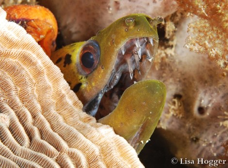 Alor Dive 1 Lisa (3)