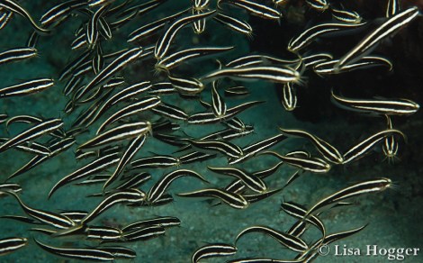 Alor Dive 1 Lisa (5)