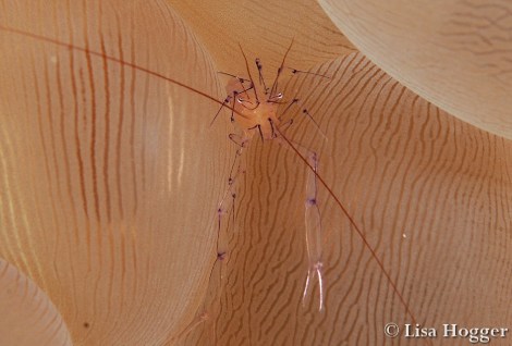 Alor Dive 1 Lisa (6)