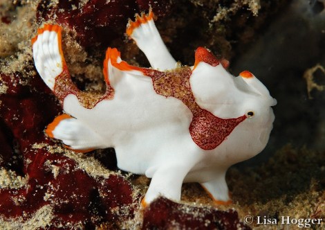 Alor Dive 1 Lisa (9)