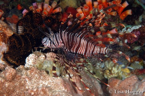 Ein Lionfish
