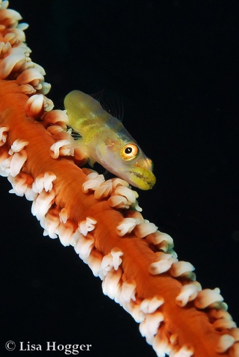 Alor Dive 2 Lisa (4)