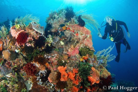 Alor Dive 2 Paul (15)