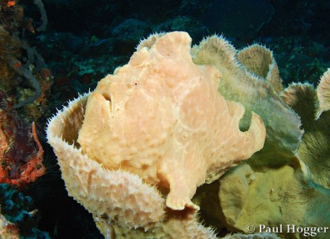 Der Frogfish tarnt sich perfekt in einer Koralle