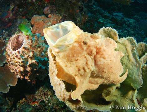 Erst wenn er sich bewegt, sieht man ihn