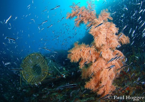 Alor Dive 2 Paul (9)