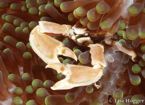 Alor Dive 3 Lisa (1)