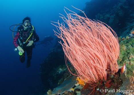 Alor Dive 3 Paul (2)