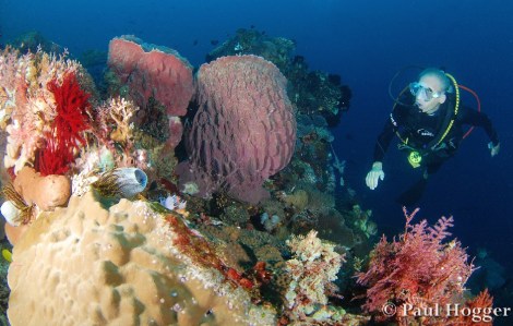 Alor Dive 3 Paul (7)