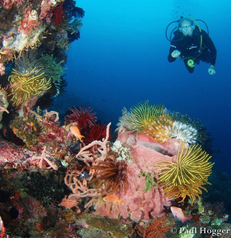 Alor Dive 3 Paul (8)