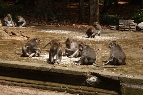 Heilige Affen