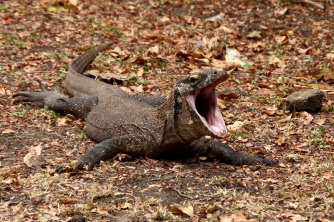 Ein kleinerer Komodowaran