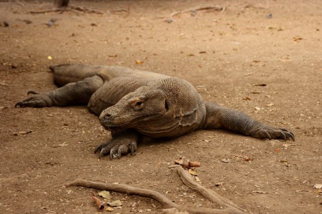 Ein ausgewachsener Waran, ca. 3 m groß