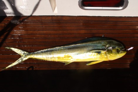 Am letzten Tag der 21-tägigen Überfahrt fangen wir einen Mahi Mahi