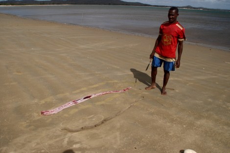 Fischer nehmen Aale aus