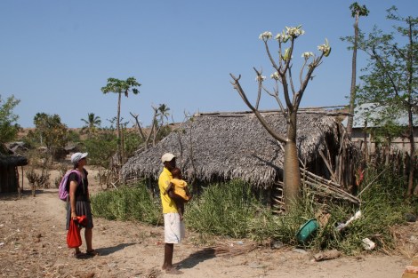 Der erste Baobab-Baum