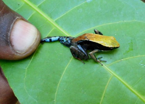 Ein Buntfrosch, Mantella