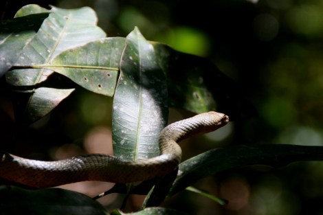 Eine kleine Baumschlange erschrickt uns
