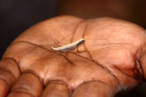 Das kleinste Chamäleon der Welt