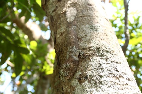 Der Uroplatus tarnt sich perfekt
