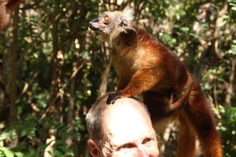 Sie steigen Pieter aufs Dach