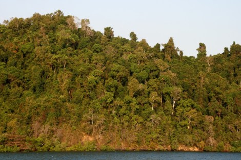 Regenwald, es gibt nicht mehr viel davon, fast alles abgeholzt