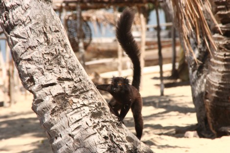 die Männer sind schwarz