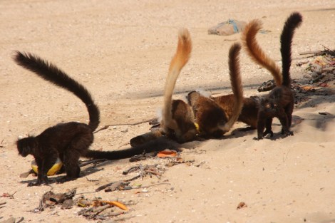 Die Affenfrauen sind braun