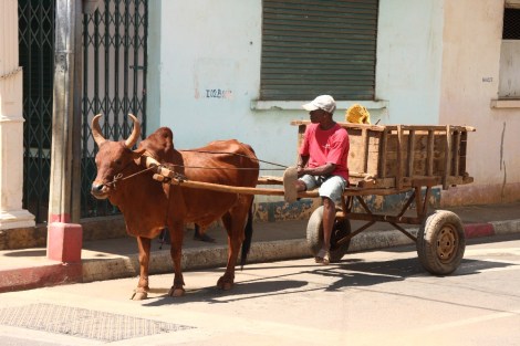 Zebu als Transportmittel
