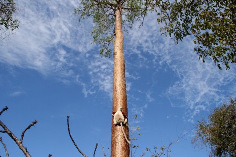 Ein Sifaka klettert auf einen Boabab