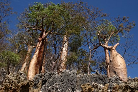 Baobab Bäume in Moramba