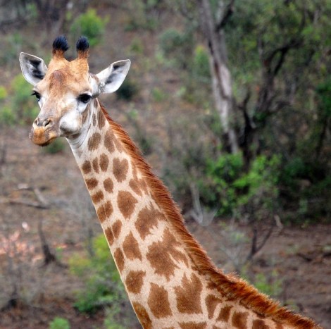 Noch eine Giraffe schaut nach uns