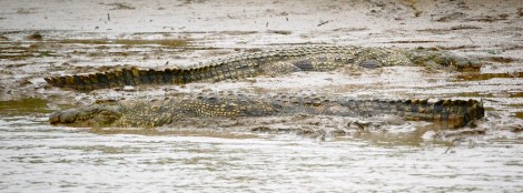 Krokodile aus sicherer Entfernung